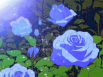 [ Blue Rose ]