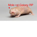 - Mole Rat Colony -