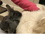 Animal budz