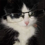 meowѕ