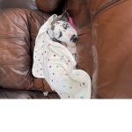 Cutest dog in the world - vida