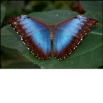 ~MorphoWings~