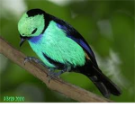 Birds of a Mystic World