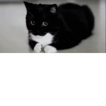 Fat cat rules.