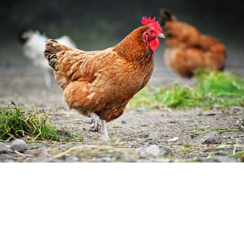 [UPD] Chicken Concert!