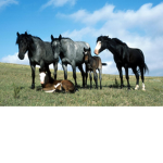 Horse HERD!