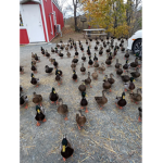 Duck Army!!!!!!