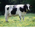 Yelling Cows