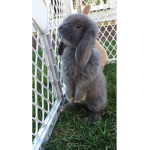Bunny 24/7