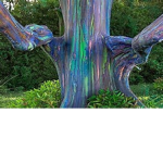 Rainbow trees