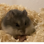 nugget is cute
