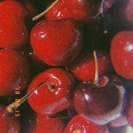 ~Cherry group~
