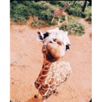 - angels ღ