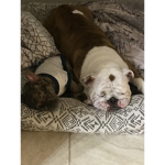 DogsForLifePLSJOIN