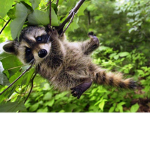 Raccoon Squad :P