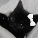 'cat
