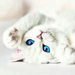 Aesthetic cat Fun!