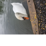 The Swanstikas