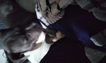 Dali the Dog 2