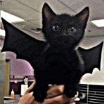 Bat-cat