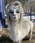 Lana’s Lamas!