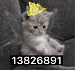 pixie cat