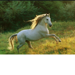The horse riders squad
