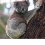 KoalaKids