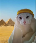 Habibi club forever