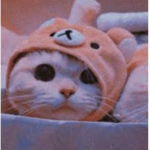 Kitty cost world