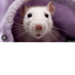 Rat army (no cats)