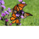 ~Butterflies ~