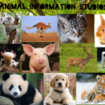 Animal Information Studios