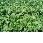 LETTUCE GANG OFFICAL