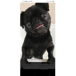 SCARLET LOVES ALL PUGS