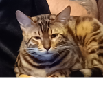 Sub to Bennythecat