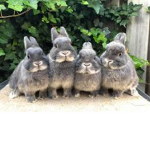 Rabbits_United
