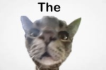 The (it’s my cat)