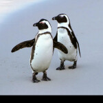 Duelist9's house for friends