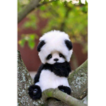 A panda group