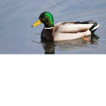 MR_DUCKZ