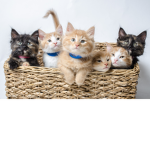 CUTE Cat Squad!