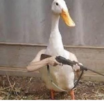 Ducks United!!!!!!!!!