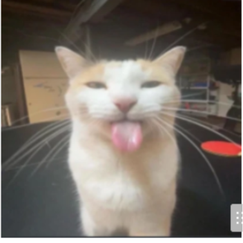 WATCH A CAT GROW NONSTOP