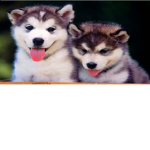 PuppyLove Academy
