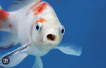 frugale fish