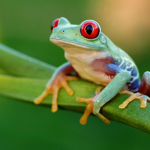 The Land Of The Frog's