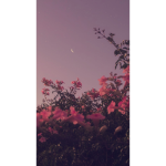 Axla