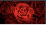 Rose’s corner