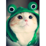 Froggy day<3